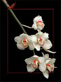 37 - Orchidee 4 - NOZICKA VIKTOR - austria